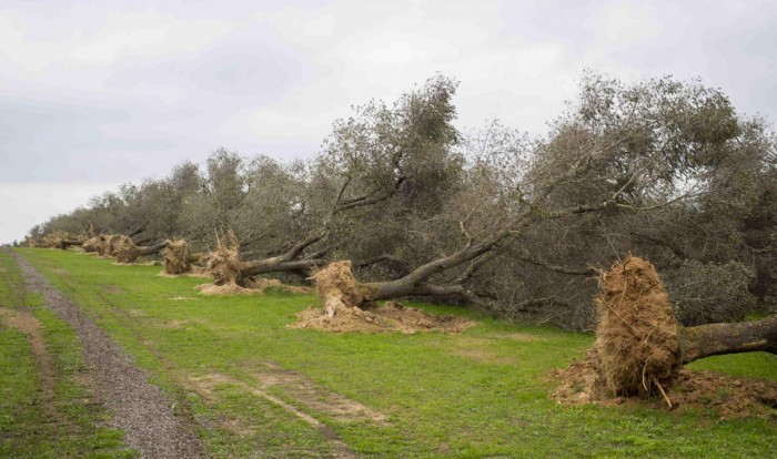 EMERGENZA XYLELLA. IL 19 FEBBRAIO INCONTRO PUBBLICO. “PROTEGGIAMO INSIEME LE NOSTRE CAMPAGNE”